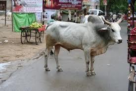 Perché sono sparite le vacche di Nuova Delhi