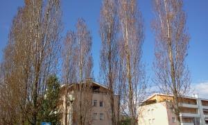 pioppi Gli ammazzaverde