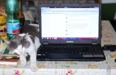 Roba da gatti. Forniture per ufficio Roba da gatti. Forniture per ufficio