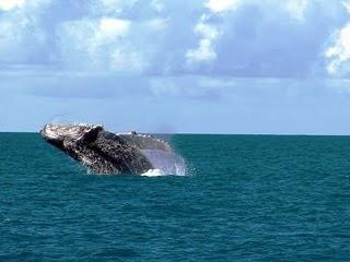 Resort LA TORRE - Porto Seguro: pacchetti con osservazione di balene