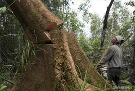 La deforestazione e' legata al profitto delle multinazionali e non alla poverta'