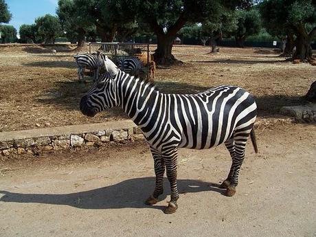 Angolo fotografico: zoo safari di Fasano e Alberobello