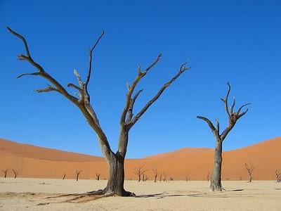 alberi Deadvlei