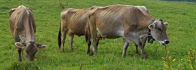 la malga Campon la malga Campon