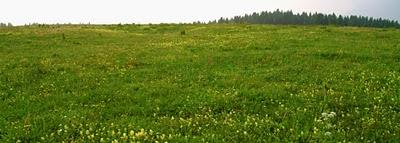 la malga Campon la malga Campon