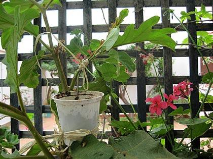 Innesto erbaceo della melanzana sul Solanum torvum