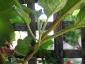 Albero delle melanzane: innesto erbaceo per approssimazione della melanzana sul Solanum torvum-09