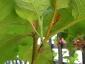Albero delle melanzane: innesto erbaceo per approssimazione della melanzana sul Solanum torvum-10