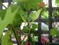 Albero delle melanzane: innesto erbaceo per approssimazione della melanzana sul Solanum torvum-12