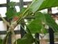 Albero delle melanzane: innesto erbaceo per approssimazione della melanzana sul Solanum torvum-02