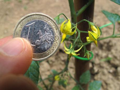 Spoon, il pomodoro più piccolo del mondo - il fiore