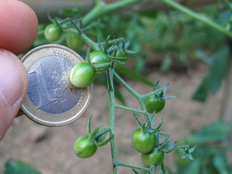 Spoon, il pomodoro più piccolo del mondo - raffronto pomodoro e moneta da un euro