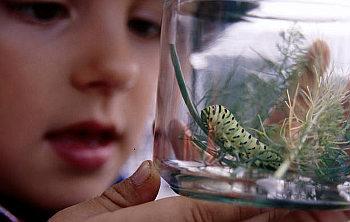 IL GIARDINO IN BOTTIGLIA. Biodiversità fai-da-te.