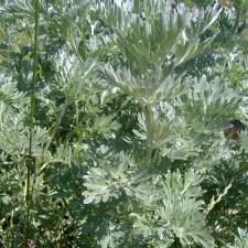 Devo proteggere il mio orto dall'attacco di parassiti animali, vegetali e da malattie fungine. Artemisia absinthium (Assenzio)