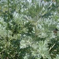 Artemisia absinthium (Assenzio) 