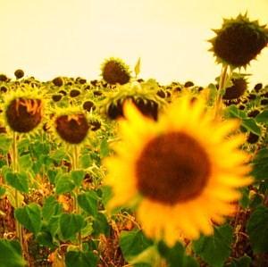 girasoli2 girasoli profumo estate