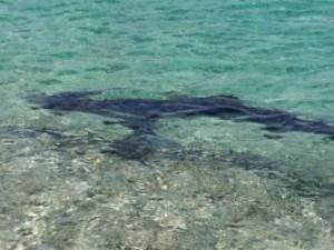Uno squalo avvistato in Sardegna. Capo San Lorenzo, Quirra