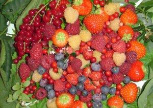 Frutti di bosco I Frutti di Bosco: Buoni e Salutari
