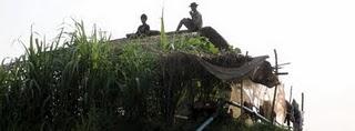 la testa di bambola sul Tonle Sap