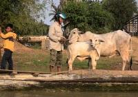 la testa di bambola sul Tonle Sap