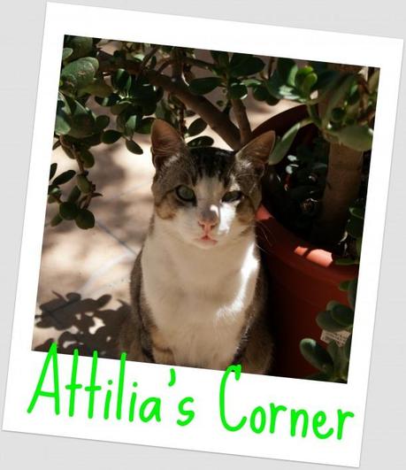 Attilia’s Corner – Birthday’s Haul