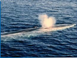 Una balenottera sceglie il mare del Cilento