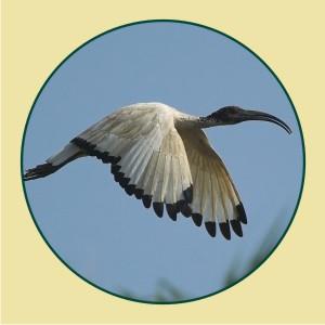 Ibis%20sacro Anche gli animali emigrano in cerca di cibo. Ibis Sacro a Vercelli.
