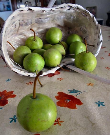 peremastantuono Pere Mast'Antuono