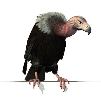 Una voce assennata contro gli avvoltoi