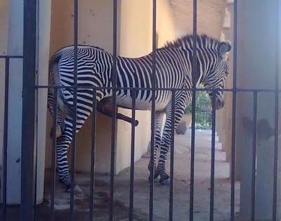 Il ferragosto della zebra