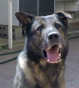 Palermo: cane poliziotto cerca casa e padrone.