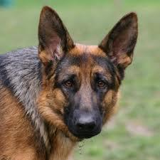 I nostri amici per eccellenza, i cani, vedono a colori o in bianco e nero? I nostri amici per eccellenza, i cani, vedono a colori o in bianco e nero?