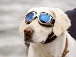 I nostri amici per eccellenza, i cani, vedono a colori o in bianco e nero? I nostri amici per eccellenza, i cani, vedono a colori o in bianco e nero?