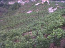 poggio pini Antea 2010, Rossese Bianco