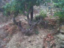 poggio pini vigne centenarie 1888 Antea 2010, Rossese Bianco