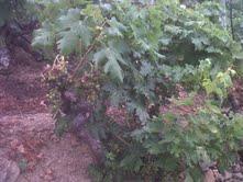 poggio pini vigne pre fillossera di rossese bianco Antea 2010, Rossese Bianco