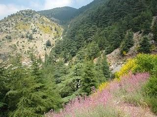 Ecoturismo in Libano: la foresta di cedri millenari