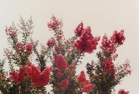 Lo dico in brutta copia Lo dico in brutta copia