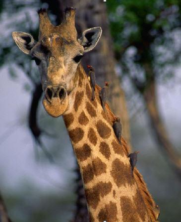 Giraffa1