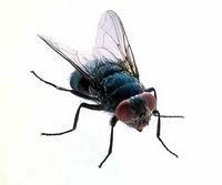 Odio ufficialmente le mosche!