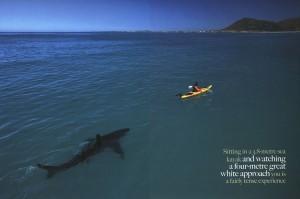 Uno squalo tra le vie allagate di Puerto Rico: Fake