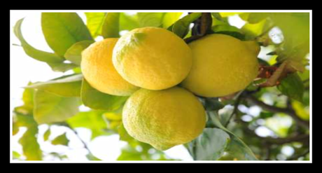 Olio essenziale al Limone fatto in casa