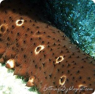 Cetriolo di mare a punte bianche (Holoturia polii) * Ponza (LT)