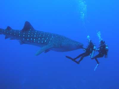Diving-con-squalo-balena Diving-con-squalo-balena