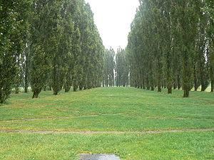 The Green Cathedral_ land art The Green Cathedral_ land art