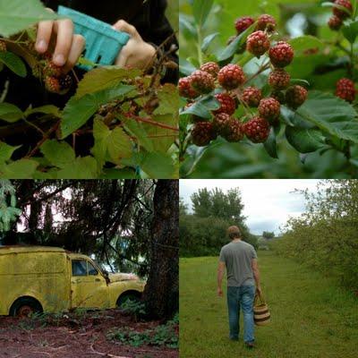 Come avviare una coltivazione di piccoli frutti di sottobosco