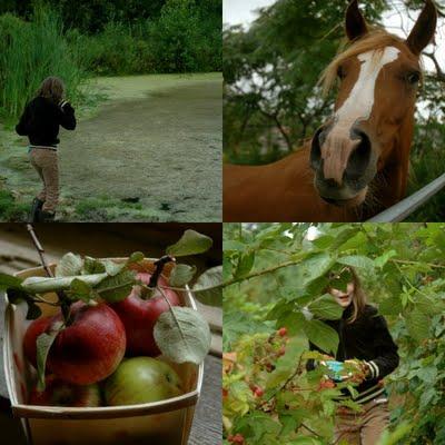 Come avviare una coltivazione di piccoli frutti di sottobosco