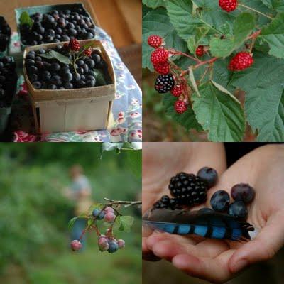 Come avviare una coltivazione di piccoli frutti di sottobosco