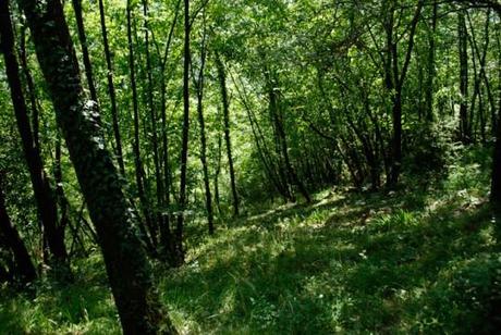 Le foreste artificiali per combattere l’effetto serra