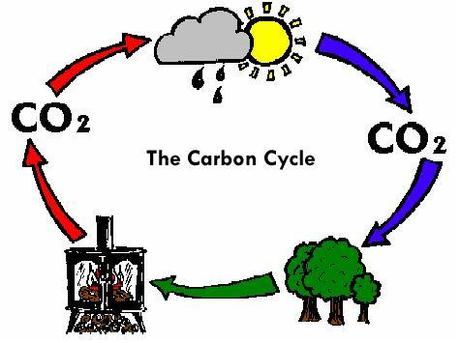 Vi presento: il ciclo del carbonio!